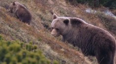 Keby ženy chránili potomstvo ako medvedice, chlapi by boli šťastní