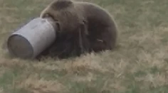 Medveďovi z Liptova uviazla hlava v kanve na mlieko: Po hore sa takto túlal niekoľko dní