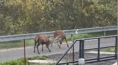 VIDEO: Dva jelene sa z lúky prebili do dediny. Skončili na autobusovej zastávke