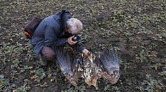Neďaleko Holíča našli ochranári 22 uhynutých dravých vtákov