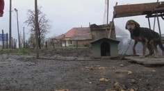 Chcú zakázať držanie psov na reťazi. Pod petíciu sa za pár dní podpísalo 40-tisíc ľudí