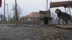 Chcú zakázať držanie psov na reťazi. Pod petíciu sa za pár dní podpísalo 40-tisíc ľudí