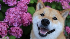 Najveselší pes sveta má neuveriteľný počet fanúšikov na internete