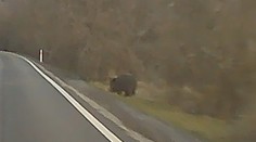 VIDEO: Nikto presne nevie, čo to bolo. Kamera v obci pri Hlohovci zachytila neďaleko obydlí veľké zviera