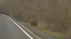VIDEO: Nikto presne nevie, čo to bolo. Kamera v obci pri Hlohovci zachytila neďaleko obydlí veľké zviera