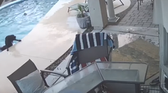 VIDEO: Pes neplavec spadol do bazéna a začal sa topiť. Zachránil ho štvornohý kamarát