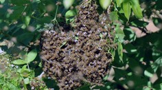 Včelár zo Šarišských Michalian už tretí deň hľadá uletené včely z vyhorenej maringotky