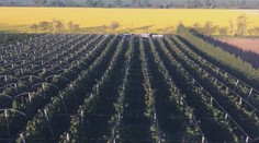 Prichádza druhá mrazivá vlna! Ovocinári sú opäť v pozore