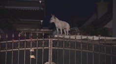 Šialený chovateľ zvierat. Z výpovedí susedov mrazí