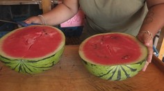 Sezóna slovenských melónov sa začala. Pestovateľka prezradila dátum, kedy pravidelne dozrievajú