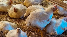 Chovateľovi zo Záhoria uhynulo za pár dní 1300 nosníc. Veterina potvrdila vtáčiu chrípku
