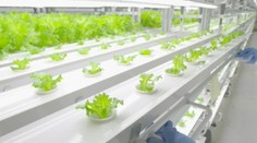 Fabrika na zeleninu: Šalát pestujú počítače