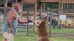 Tragický incident v zoo. Muž chcel „umravniť“ problémového klokana, zviera ho ubilo na smrť