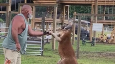 Tragický incident v zoo. Muž chcel „umravniť“ problémového klokana, zviera ho ubilo na smrť