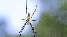 Spojenými štátmi sa šíri invazívny druh pavúka. Vedcov šokovali jeho vlastnosti