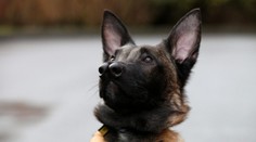 Čo je zvláštne na tomto psovi? Má dva ňufáky