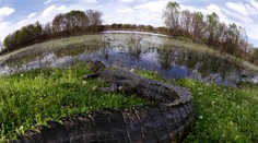 Strašná smrť! Mladého muža zabil v Texase aligátor