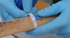 Obete kultového obradu? Pri Vrábľoch objavili desiatky ľudských tiel bez hlavy