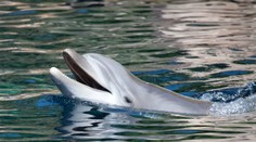 Rusko zrejme zdvojnásobilo počet vycvičených delfínov, ktoré bránia kľúčovú základňu v Sevastopole