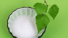 Dr. Bukovský vyvrátil mýtus o brezovom cukre