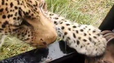 VIDEO: Turista nechal leoparda priblížiť sa až k nohe. Takto to potom aj dopadlo
