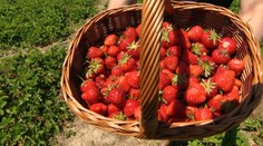 Chcete si nazbierať jahody? Pozreli sme sa na to, kde zaplatíte najmenej