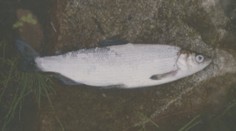 Svet prišiel o živočícha, ktorý žil len vo Vysokých Tatrách