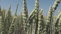 Ak nezaprší, môžu prísť o úrodu. Poľnohospodári z južného Slovenska začínajú mať problém