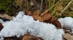 OBRAZOM: V Bratislave objavili vzácny úkaz známy ako ľadová vata