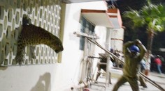 Divá šelma vyvolala v meste paniku. Vbehla do nemocnice i do kina