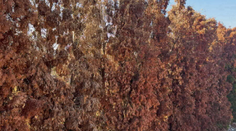 Majiteľom tují ostali oči pre plač. Na západnom Slovensku ich ničí škodlivý chrobák