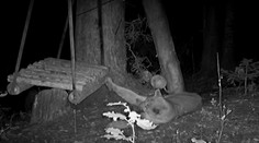 Kuriózne video: Pumu zaujala drevená hojdačka, dokonca sa s ňou hrala