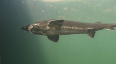 Bola našou najväčšou rybou, no z vôd úplne vymizla. Viaceré krajiny sa ju snažia prinavrátiť do Dunaja