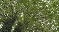 V Zborove rastie unikátna lipa. Ako jediná z aleje prežila boje prvej svetovej vojny