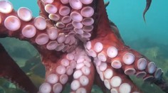 VIDEO: Potápačka zažila až príliš blízke stretnutie. Ocitla sa v objatí najväčšej chobotnice sveta