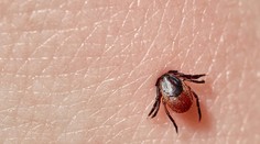 Hrozba v podobe kliešťa. Použiť pri vyberaní masť či olej je chyba