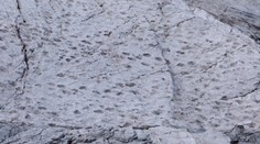 20-tisíc dinosaurových stôp v Taliansku: Šokujúci paleontologický objav označujú za olympijský dar