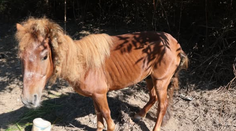 Hrôzostrašný prípad týrania: Zúbožený kôň bojoval o život. Muž z Málinca ho nechal vyhladovať