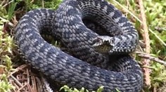 Zmija uštipla močiaceho muža do penisu