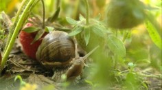 Premnožili sa a žerú všetko, čo im príde do cesty