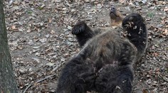 Strieľať ich či premiestňovať? Problémové medvede stále zamestnávajú hlavy odborníkov