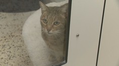 Chcú zastaviť biznis aj rizikové šľachtenie. Europarlament schválil povinné čipovanie už aj pre mačky