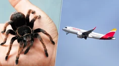 Let, ktorý sa zmenil na nočnú moru. Pilota uhryzla v kokpite tarantula