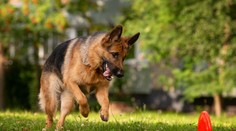 Psy sú dosť bystré na to, aby mali svoju osobnosť. Vedci pomenovali päť druhov pováh