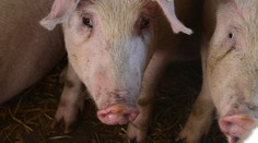 Čína zakázala dovoz ošípaných zo Slovenska, boja sa afrického moru