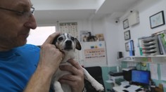 Precestoval kus sveta. Pes, ktorého vyplašil delobuch a našli ho až v Lotyšsku, je už doma