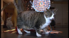 Najkrajší kocúr na svete je z Divína. Behá po dvore a chytá myši