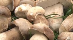 Ak máte chuť na dubáky, využite jednoduchú radu