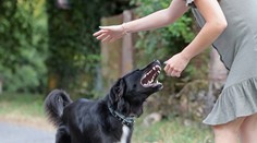 Útok psa: Odborník radí, ako naň zareagovať a brániť sa