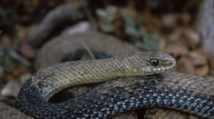 „Tati, a prdí taky hadi?“ Slovenská výskumníčka rozlúskla otázku z milovaného filmu